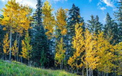 How Much Can I REALLY Withdraw From My Retirement Portfolio?! (and how long will it last?!)