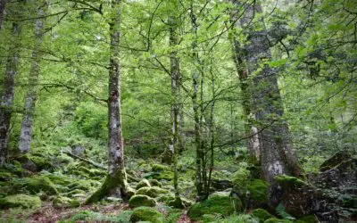 61-year-old Couple with $600k: Can they retire in 6 years with $8k/month?!