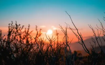 60-year-old Couple with $500k — Immediate Income, Deferred Income, or Interest-only Income?!