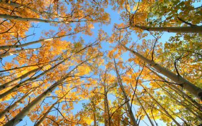 It’s (almost) Impossible to Retire Tax-free Without This!