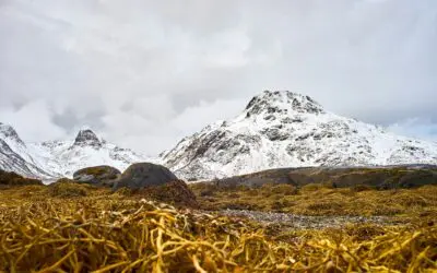 An Unlikely Source of Retirement Income (your term insurance)‼️