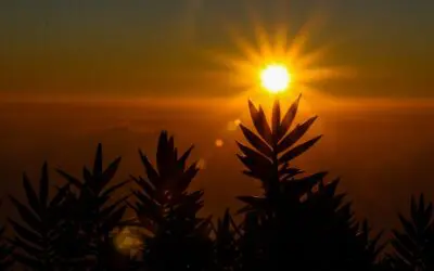 5 Reasons You Might Want to Take Social Security Early (the devil’s advocate perspective)